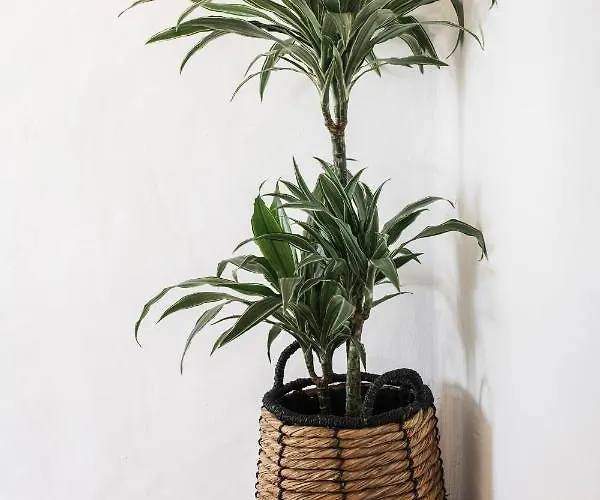 The Carobs Villa Carvoeiro (Lagoa)